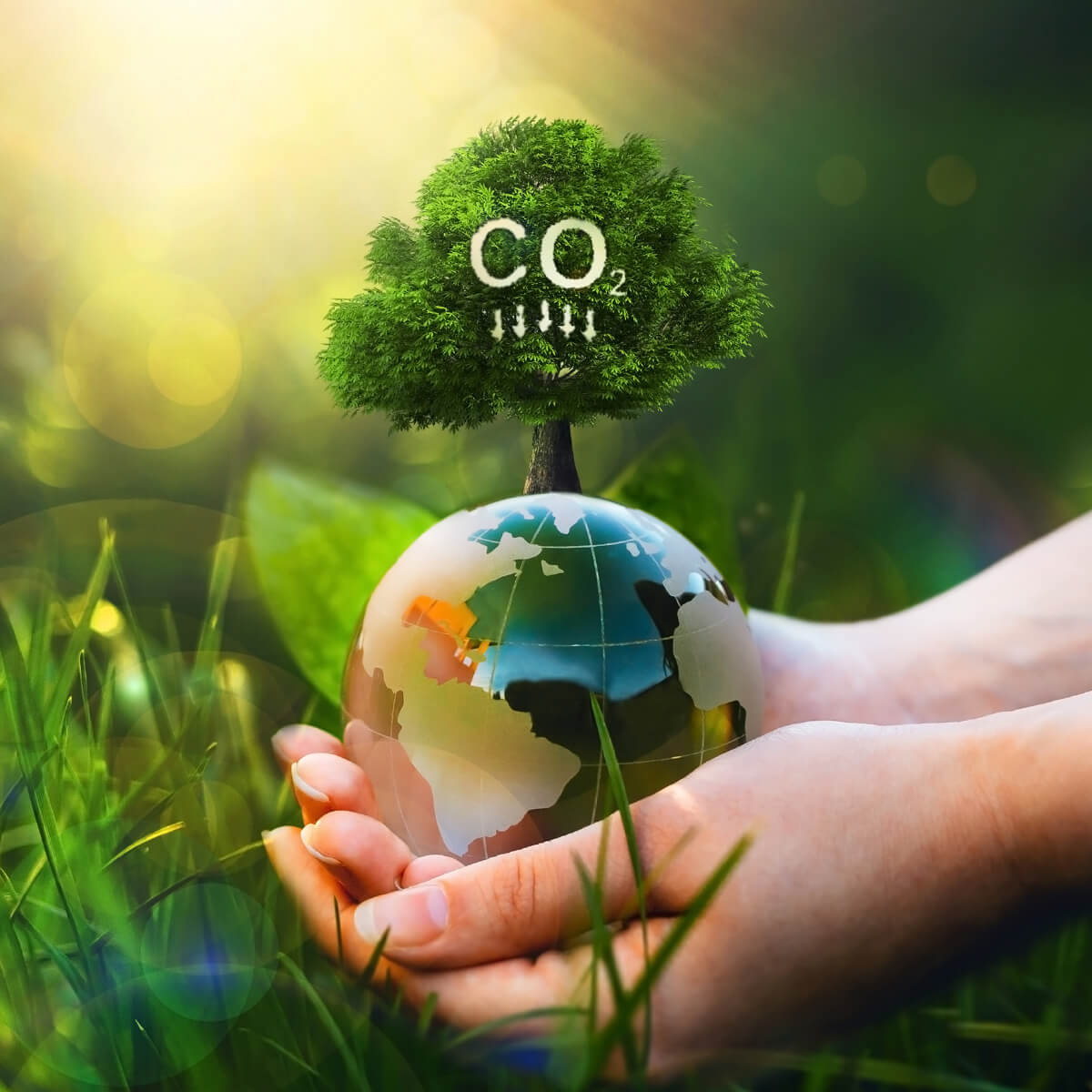 Climate Action – Carbon Footprint
